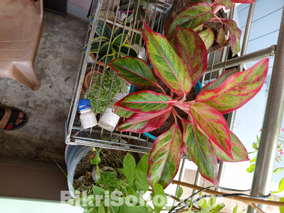 Lipstick Aglaonema plant